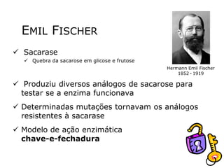 EMIL FISCHER
 Sacarase
 Quebra da sacarose em glicose e frutose
 Produziu diversos análogos de sacarose para
testar se a enzima funcionava
 Determinadas mutações tornavam os análogos
resistentes à sacarase
 Modelo de ação enzimática
chave-e-fechadura
Hermann Emil Fischer
1852 - 1919
 