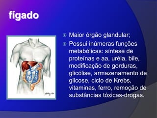 fígado
 Maior órgão glandular;
 Possui inúmeras funções
metabólicas: síntese de
proteínas e aa, uréia, bile,
modificação de gorduras,
glicólise, armazenamento de
glicose, ciclo de Krebs,
vitaminas, ferro, remoção de
substâncias tóxicas-drogas.
 
