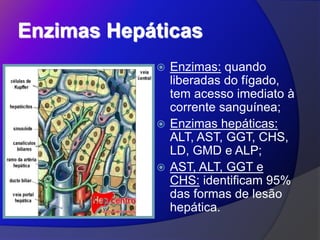Enzimas Hepáticas
 Enzimas: quando
liberadas do fígado,
tem acesso imediato à
corrente sanguínea;
 Enzimas hepáticas:
ALT, AST, GGT, CHS,
LD, GMD e ALP;
 AST, ALT, GGT e
CHS: identificam 95%
das formas de lesão
hepática.
 