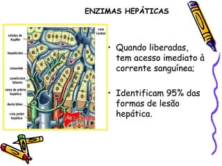 • Quando liberadas,
tem acesso imediato à
corrente sanguínea;
• Identificam 95% das
formas de lesão
hepática.
ENZIMAS HEPÁTICAS
 