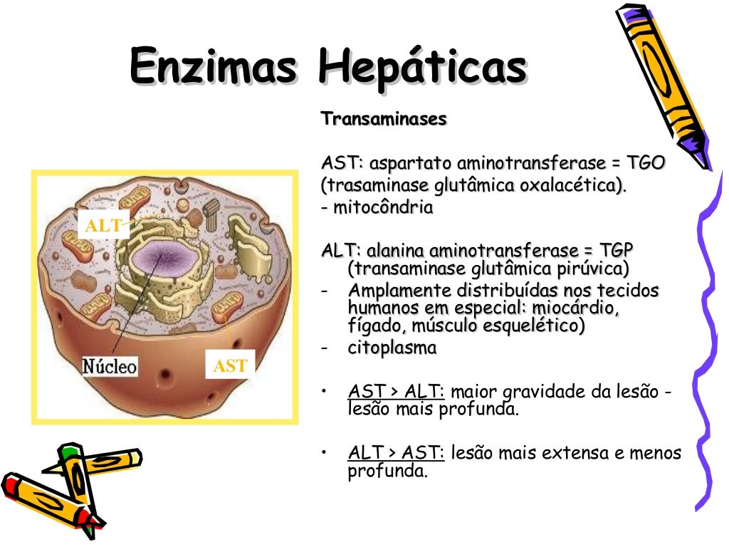 Enzimas hepaticas