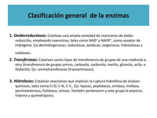 Clasificación general de la enzimas
1. Oxidorreductasas: Catalizan una amplia variedad de reacciones de óxido-
reducción, empleando coenzimas, tales como NAD+ y NADP+, como aceptor de
hidrógeno. Ejs:deshidrogenasas, reductasas, oxidasas, oxigenasas, hidroxilasas y
catalasas.
2. Transferasas: Catalizan varios tipos de transferencia de grupos de una molécula a.
otra (transferencia de grupos amino, carboxilo, carbonilo, metilo, glicosilo, acilo, o
fosforilo). Ejs: aminotransferasas (transaminasas).
3. Hidrolasas: Catalizan reacciones que implican la ruptura hidrolítica de enlaces
químicos, tales como C=O, C-N, C-C.. Ejs: lipasas, peptidasas, amilasa, maltasa,
pectinoesterasa, fosfatasa, ureasa. También pertenecen a este grupo la pepsina,
tripsina y quimotripsina.
 