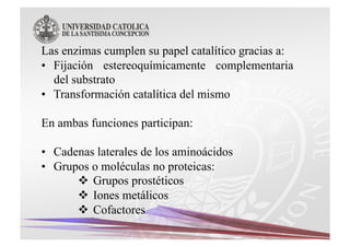 Las enzimas cumplen su papel catalítico gracias a:
•  Fijación estereoquímicamente complementaria
   del substrato
•  Transformación catalítica del mismo

En ambas funciones participan:

•  Cadenas laterales de los aminoácidos
•  Grupos o moléculas no proteicas:
         Grupos prostéticos
         Iones metálicos
         Cofactores
 