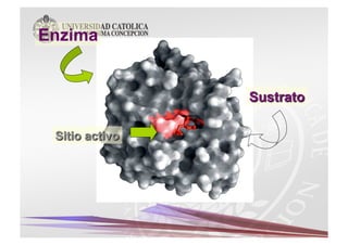 Enzima
 