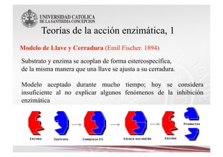 Teorías de la acción enzimática, 1


Substrato y enzima se acoplan de forma estereospecífica,
de la misma manera que una llave se ajusta a su cerradura.

Modelo aceptado durante mucho tiempo; hoy se considera
insuficiente al no explicar algunos fenómenos de la inhibición
enzimática
 