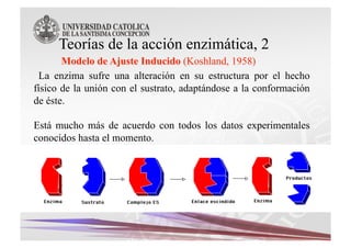 Teorías de la acción enzimática, 2
 La enzima sufre una alteración en su estructura por el hecho
físico de la unión con el sustrato, adaptándose a la conformación
de éste.

Está mucho más de acuerdo con todos los datos experimentales
conocidos hasta el momento.
 