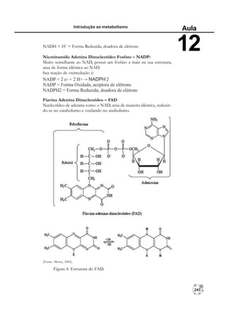 243
Introdução ao metabolismo
Aula
12
(Fonte: Motta, 2005).
NADH + H+
= Forma Reduzida, doadora de elétrons
Nicotinamida Adenina Dinucleotídeo Fosfato – NADP:
Muito semelhante ao NAD, possui um fosfato a mais na sua estrutura;
atua de forma idêntica ao NAD.
Sua reação de oxirredução é:
Flavina Adenina Dinucleotídeo – FAD
Nucleotídeo de adenina como o NAD, atua de maneira idêntica, reduzin-
do-se no catabolismo e oxidando no anabolismo.
Figura 4. Estrutura do FAD.
 