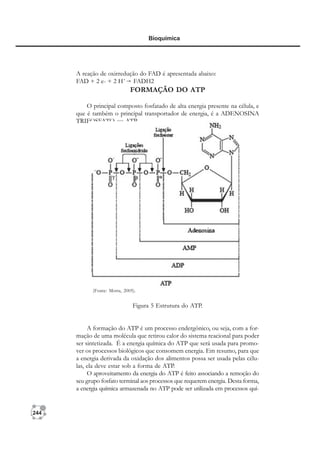 244
Bioquímica
A reação de oxirredução do FAD é apresentada abaixo:
FAD + 2 e- + 2 H+
FADH2
FORMAÇÃO DO ATP
O principal composto fosfatado de alta energia presente na célula, e
que é também o principal transportador de energia, é a ADENOSINA
TRIFOSFATO ou ATP.
Figura 5 Estrutura do ATP.
A formação do ATP é um processo endergônico, ou seja, com a for-
mação de uma molécula que retirou calor do sistema reacional para poder
ser sintetizada. É a energia química do ATP que será usada para promo-
ver os processos biológicos que consomem energia. Em resumo, para que
a energia derivada da oxidação dos alimentos possa ser usada pelas célu-
las, ela deve estar sob a forma de ATP.
O aproveitamento da energia do ATP é feito associando a remoção do
seu grupo fosfato terminal aos processos que requerem energia. Desta forma,
a energia química armazenada no ATP pode ser utilizada em processos quí-
(Fonte: Motta, 2005).
 