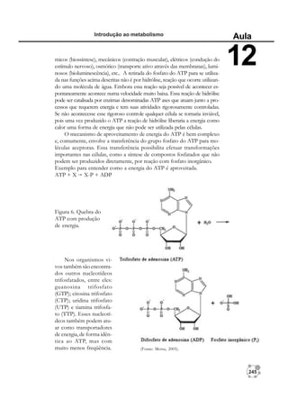 245
Introdução ao metabolismo
Aula
12
micos (biossíntese), mecânicos (contração muscular), elétricos (condução do
estímulo nervoso), osmótico (transporte ativo através das membranas), lumi-
nosos (bioluminescência), etc.. A retirada do fosfato do ATP para se utiliza-
da nas funções acima descritas não é por hidrólise, reação que ocorre utilizan-
do uma molécula de água. Embora essa reação seja possível de acontecer es-
pontaneamente acontece numa velocidade muito baixa. Essa reação de hidrólise
pode ser catalisada por enzimas denominadas ATP ases que atuam junto a pro-
cessos que requerem energia e tem suas atividades rigorosamente controladas.
Se não acontecesse esse rigoroso controle qualquer célula se tornaria inviável,
pois uma vez produzido o ATP a reação de hidrólise liberaria a energia como
calor uma forma de energia que não pode ser utilizada pelas células.
O mecanismo de aproveitamento de energia do ATP é bem complexo
e, comumente, envolve a transferência do grupo fosfato do ATP para mo-
léculas aceptoras. Essa transferência possibilita efetuar transformações
importantes nas células, como a síntese de compostos fosfatados que não
podem ser produzidos diretamente, por reação com fosfato inorgânico.
Exemplo para entender como a energia do ATP é aproveitada.
ATP + X X-P + ADP
Nos organismos vi-
vos também são encontra-
dos outros nucleotídeos
trifosfatados, entre eles:
guanosina trifosfato
(GTP); citosina trifosfato
(CTP); uridina trifosfato
(UTP) e tiamina trifosfa-
to (TTP). Esses nucleotí-
deos também podem atu-
ar como transportadores
de energia, de forma idên-
tica ao ATP, mas com
muito menos freqüência. (Fonte: Motta, 2005).
Figura 6. Quebra do
ATP com produção
de energia.
 