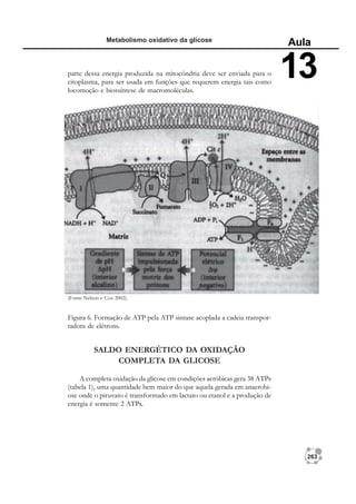263
Metabolismo oxidativo da glicose
Aula
13
parte dessa energia produzida na mitocôndria deve ser enviada para o
citoplasma, para ser usada em funções que requerem energia tais como
locomoção e biossíntese de macromoléculas.
Figura 6. Formação de ATP pela ATP sintase acoplada a cadeia transpor-
tadora de elétrons.
SALDO ENERGÉTICO DA OXIDAÇÃO
COMPLETA DA GLICOSE
A completa oxidação da glicose em condições aeróbicas gera 38 ATPs
(tabela 1), uma quantidade bem maior do que aquela gerada em anaerobi-
ose onde o piruvato é transformado em lactato ou etanol e a produção de
energia é somente 2 ATPs.
(Fonte Nelson e Cox 2002).
 