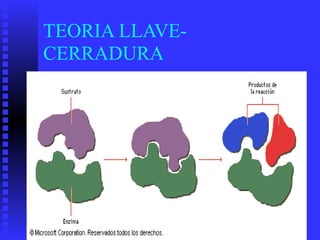 TEORIA LLAVE-
CERRADURA
 