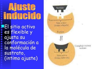 ■El sitio activo
es flexible y
ajusta su
conformación a
la molécula de
sustrato,
(intimo ajuste)
 
