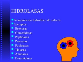 HIDROLASAS
■
■
■
■
■
■
■
■
■
■
Rompimiento
Ejemplos:
Esterasas
Glucosidasas
Peptidasas
Proteasas
Fosfatasas
Tiolasas
Amidasas
Desamidasas
hidrolítico de enlaces
 
