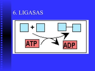 6. LIGASAS
 