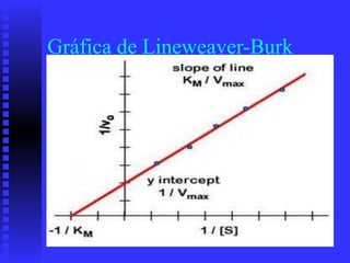 Gráfica de Lineweaver-Burk
 