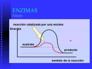 ■
•
ENZIMAS
Película
 