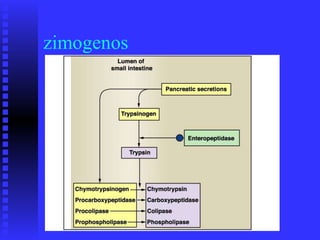 zimogenos
 