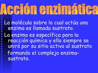 La molécula sobre la cual actúa una
enzima es llamada sustrato.
La enzima es específica para la
reacción química y ella siempre se
unirá por su sitio activo al sustrato
formando el complejo enzima-
sustrato.
 