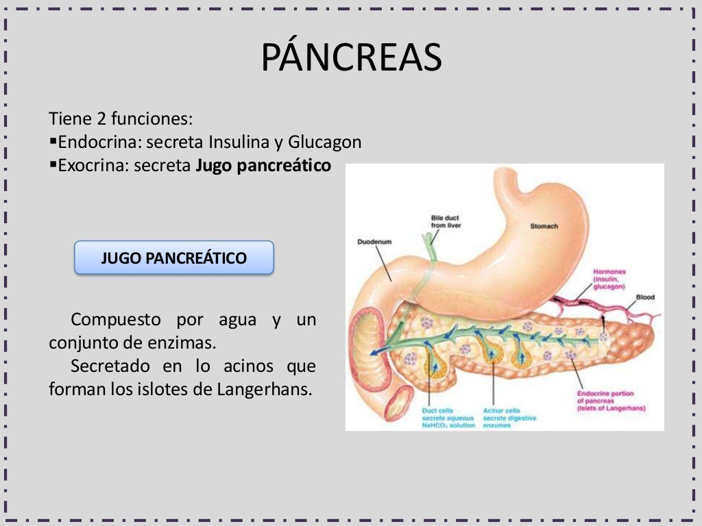 Enzimas pancreaticas Enzimas pancreaticas