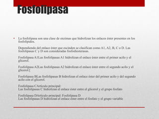 Fosfolipasa
• La fosfolipasa son una clase de enzimas que hidrolizan los enlaces éster presentes en los
fosfolípidos.
Dependiendo del enlace éster que escinden se clasifican como A1, A2, B, C o D. Las
fosfolipasas C y D son consideradas fosfodiesterasas.
Fosfolipasa A1Las fosfolipasas A1 hidrolizan el enlace éster entre el primer acilo y el
glicerol.
Fosfolipasa A2Las fosfolipasas A2 hidrolizan el enlace éster entre el segundo acilo y el
glicerol.[
Fosfolipasa BLas fosfolipasas B hidrolizan el enlace éster del primer acilo y del segundo
acilo con el glicerol.
Fosfolipasa CArtículo principal:
Las fosfolipasas C hidrolizan el enlace éster entre el glicerol y el grupo fosfato
Fosfolipasa DArtículo principal: Fosfolipasa D
Las fosfolipasas D hidrolizan el enlace éster entre el fosfato y el grupo variable
 