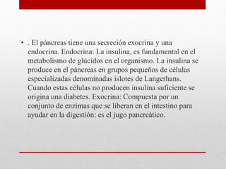 • . El páncreas tiene una secreción exocrina y una
endocrina. Endocrina: La insulina, es fundamental en el
metabolismo de glúcidos en el organismo. La insulina se
produce en el páncreas en grupos pequeños de células
especializadas denominadas islotes de Langerhans.
Cuando estas células no producen insulina suficiente se
origina una diabetes. Exocrina: Compuesta por un
conjunto de enzimas que se liberan en el intestino para
ayudar en la digestión: es el jugo pancreático.
 