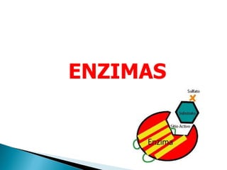 ENZIMAS
 