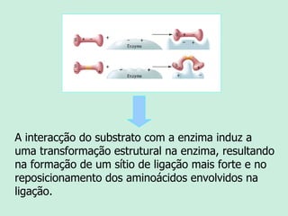 A interacção do substrato com a enzima induz a uma transformação estrutural na enzima, resultando na formação de um sítio de ligação mais forte e no reposicionamento dos aminoácidos envolvidos na ligação. 