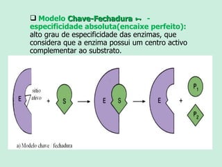 Modelo  Chave-Fechadura     - especificidade absoluta(encaixe perfeito):  alto grau de especificidade das enzimas, que considera que a enzima possui um centro activo complementar ao substrato.  