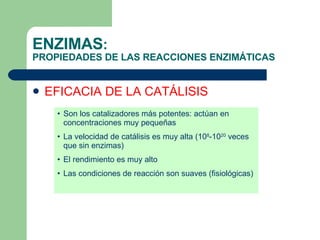 ENZIMAS :  PROPIEDADES DE LAS REACCIONES ENZIMÁTICAS EFICACIA DE LA CATÁLISIS Son los catalizadores más potentes: actúan en concentraciones muy pequeñas La velocidad de catálisis es muy alta (10 8 -10 20  veces que sin enzimas) El rendimiento es muy alto  Las condiciones de reacción son suaves (fisiológicas) 