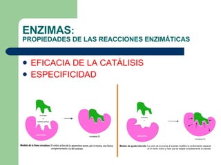 ENZIMAS :  PROPIEDADES DE LAS REACCIONES ENZIMÁTICAS EFICACIA DE LA CATÁLISIS ESPECIFICIDAD 