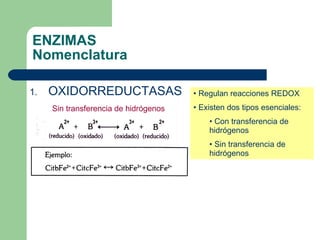 ENZIMAS Nomenclatura Sin transferencia de hidrógenos OXIDORREDUCTASAS Regulan reacciones REDOX Existen dos tipos esenciales: Con transferencia de hidrógenos Sin transferencia de hidrógenos 