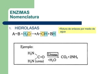 ENZIMAS Nomenclatura HIDROLASAS Rotura de enlaces por medio de agua 
