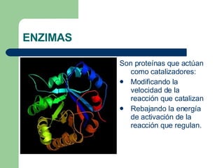ENZIMAS Son proteínas que actúan como catalizadores: Modificando la velocidad de la reacción que catalizan Rebajando la energía de activación de la reacción que regulan. 