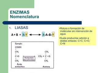ENZIMAS Nomenclatura LIASAS Rotura o formación de moléculas sin intervención de  agua. Suele producirse adición a dobles enlaces: C=C, C=O, C=N 