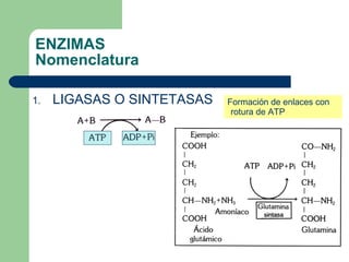 ENZIMAS Nomenclatura LIGASAS O SINTETASAS Formación de enlaces con rotura de ATP 