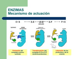 ENZIMAS Mecanismo de actuación Activación  del complejo enzima-sustrato Transformación  del complejo E-S en E-P (enzima-productos) Formación  del complejo enzima-sustrato Liberación  de los productos y de la enzima 