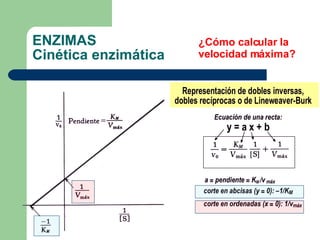 ENZIMAS Cinética enzimática ¿Cómo calcular la velocidad máxima? 