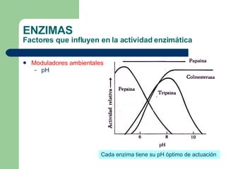 ENZIMAS Factores que influyen en la actividad enzimática Moduladores ambientales   pH Cada enzima tiene su pH óptimo de actuación 