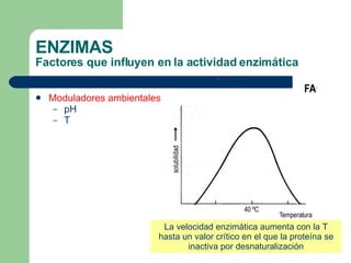 ENZIMAS Factores que influyen en la actividad enzimática Moduladores ambientales   pH T La velocidad enzimática aumenta con la T hasta un valor crítico en el que la proteína se inactiva por desnaturalización 