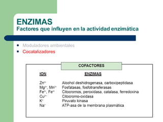 ENZIMAS Factores que influyen en la actividad enzimática Moduladores ambientales Cocatalizadores 