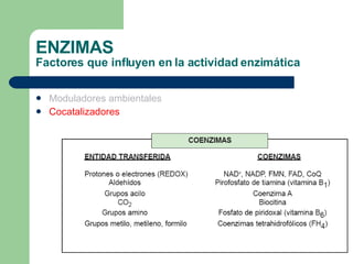 ENZIMAS Factores que influyen en la actividad enzimática Moduladores ambientales Cocatalizadores 