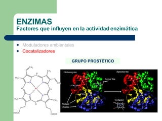ENZIMAS Factores que influyen en la actividad enzimática Moduladores ambientales Cocatalizadores GRUPO PROSTÉTICO 