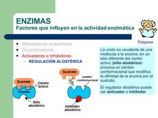 ENZIMAS Factores que influyen en la actividad enzimática Moduladores ambientales Cocatalizadores Activadores e Inhibidores REGULACIÓN ALOSTÉRICA La unión no covalente de una molécula a la enzima, en un sitio diferente del centro activo ( sitio alostérico ) provoca un cambio conformacional que modifica la afinidad de la enzima por el sustrato. El regulador alostérico puede ser  activador  o  inhibidor Púlsame 