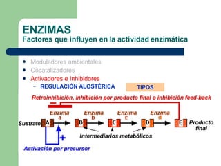 ENZIMAS Factores que influyen en la actividad enzimática Moduladores ambientales Cocatalizadores Activadores e Inhibidores REGULACIÓN ALOSTÉRICA TIPOS 