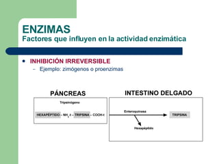 ENZIMAS Factores que influyen en la actividad enzimática INHIBICIÓN IRREVERSIBLE Ejemplo: zimógenos o proenzimas 