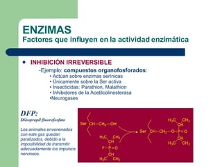 ENZIMAS Factores que influyen en la actividad enzimática Ejemplo:  compuestos   organofosforados : Actúan sobre enzimas serínicas Únicamente sobre la Ser activa Insecticidas: Parathion, Malathion Inhibidores de la Acetilcolinesterasa Neurogases INHIBICIÓN IRREVERSIBLE DFP: Diisopropil fluorofosfato Los animales envenenados con este gas quedan paralizados, debido a la imposibilidad de transmitir adecuadamente los impulsos nerviosos.   