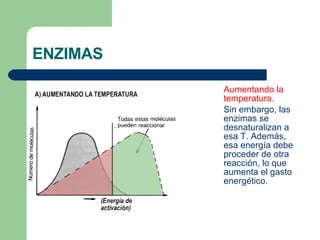 ENZIMAS Aumentando la temperatura.  Sin embargo, las enzimas se desnaturalizan a esa T. Además, esa energía debe proceder de otra reacción, lo que aumenta el gasto energético. 