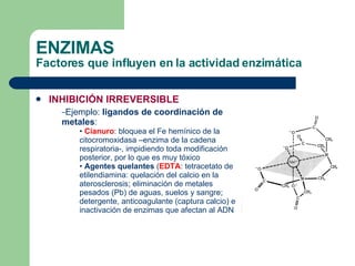 ENZIMAS Factores que influyen en la actividad enzimática Ejemplo:  ligandos de coordinación de metales : Cianuro : bloquea el Fe hemínico de la citocromoxidasa –enzima de la cadena respiratoria-, impidiendo toda modificación posterior, por lo que es muy tóxico Agentes quelantes  ( EDTA : tetracetato de etilendiamina: quelación del calcio en la aterosclerosis; eliminación de metales pesados (Pb) de aguas, suelos y sangre; detergente, anticoagulante (captura calcio) e inactivación de enzimas que afectan al ADN INHIBICIÓN IRREVERSIBLE 