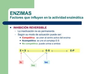 ENZIMAS Factores que influyen en la actividad enzimática INHIBICIÓN REVERSIBLE La inactivación no es permanente. Según su modo de actuación puede ser: Competitiva :  se unen al centro activo del enzima Acompetitiva : se une al complejo E-S No competitiva : puede unirse a ambos E + S   E-S   E-P  Ic Iac Inc 