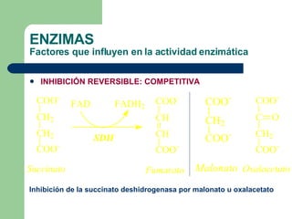 ENZIMAS Factores que influyen en la actividad enzimática INHIBICIÓN REVERSIBLE: COMPETITIVA Inhibición de la succinato deshidrogenasa por malonato u oxalacetato 